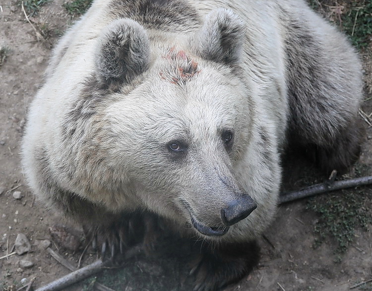 Gli Orsi del Parco dell''Orecchiella